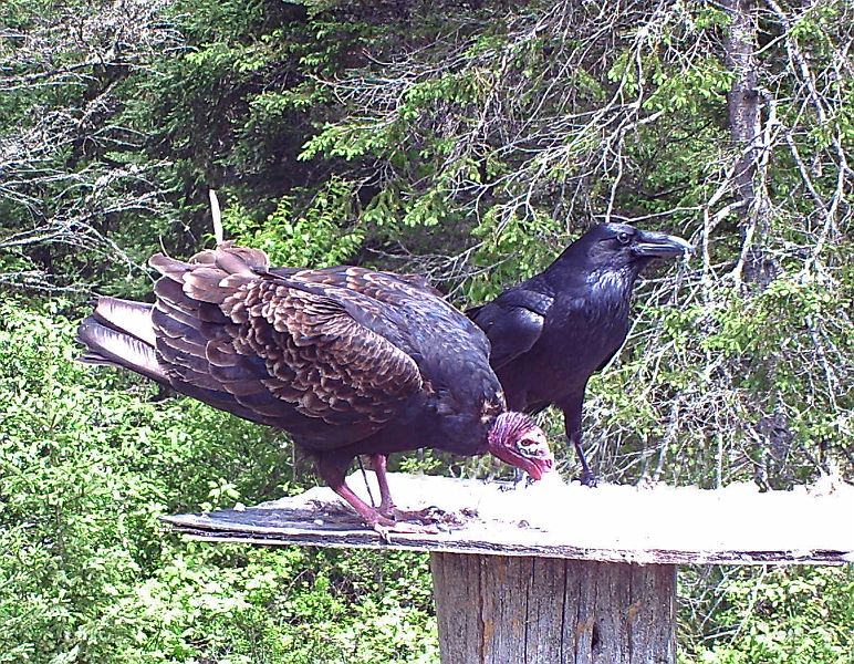 TurkeyVulture_and_Raven_052911.jpg - Turkey Vulture & Common Raven